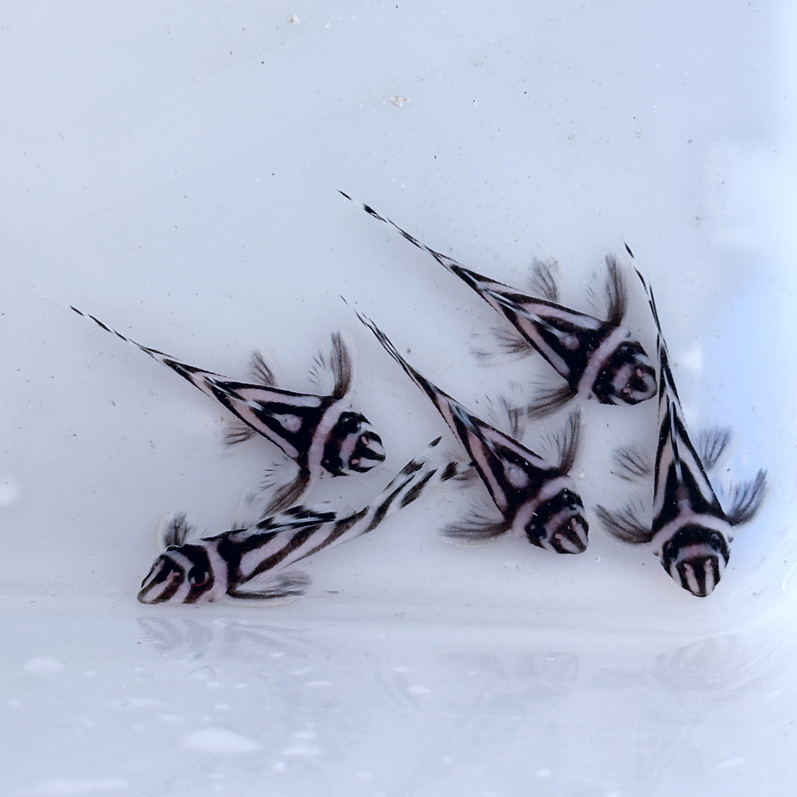 L46 Zebra Plec 3.75-5cm