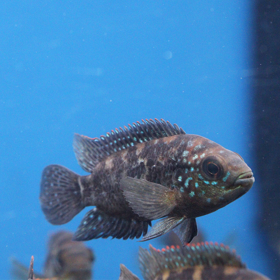 Jack Dempsey Cichlid