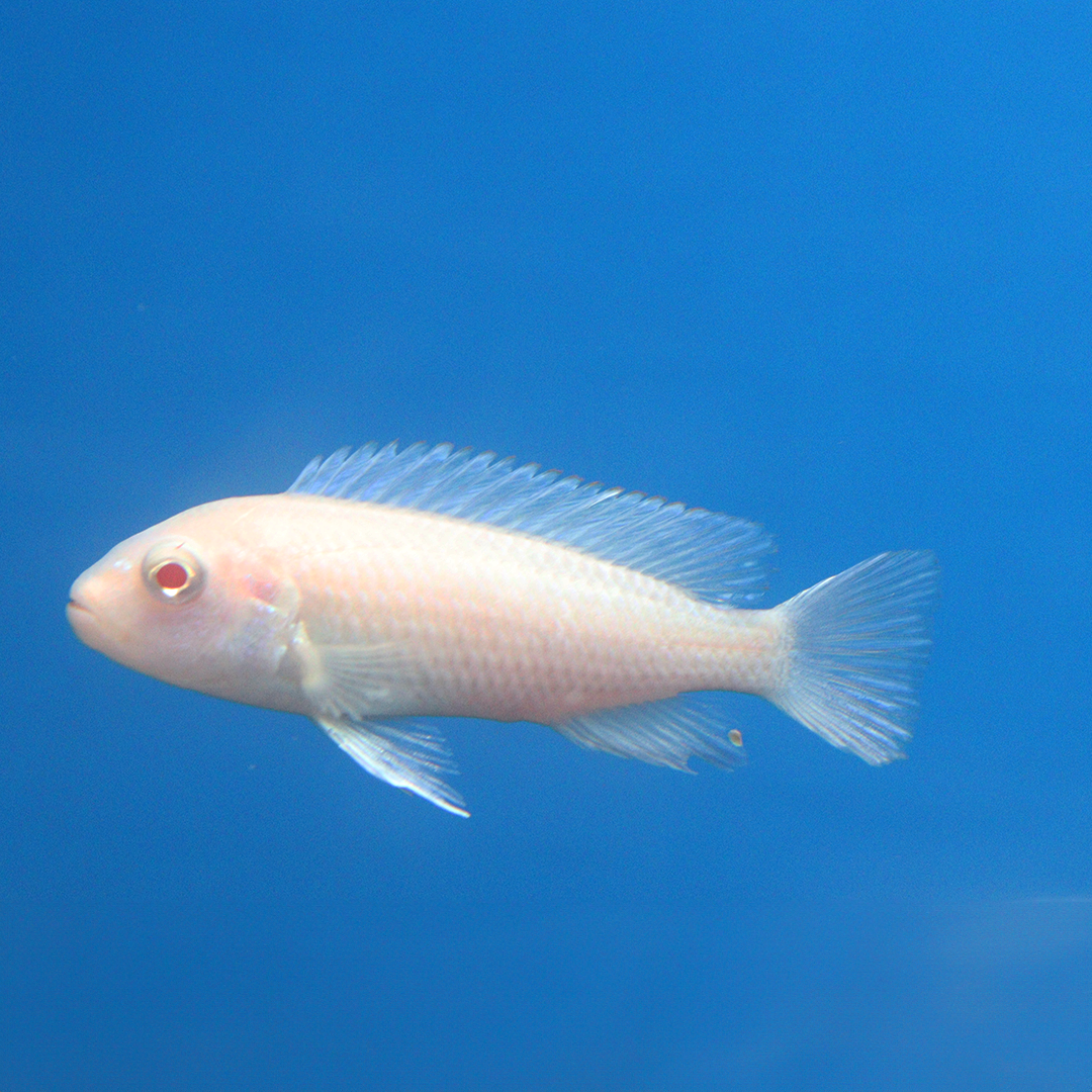 Albino Yellow Lab Cichlid
