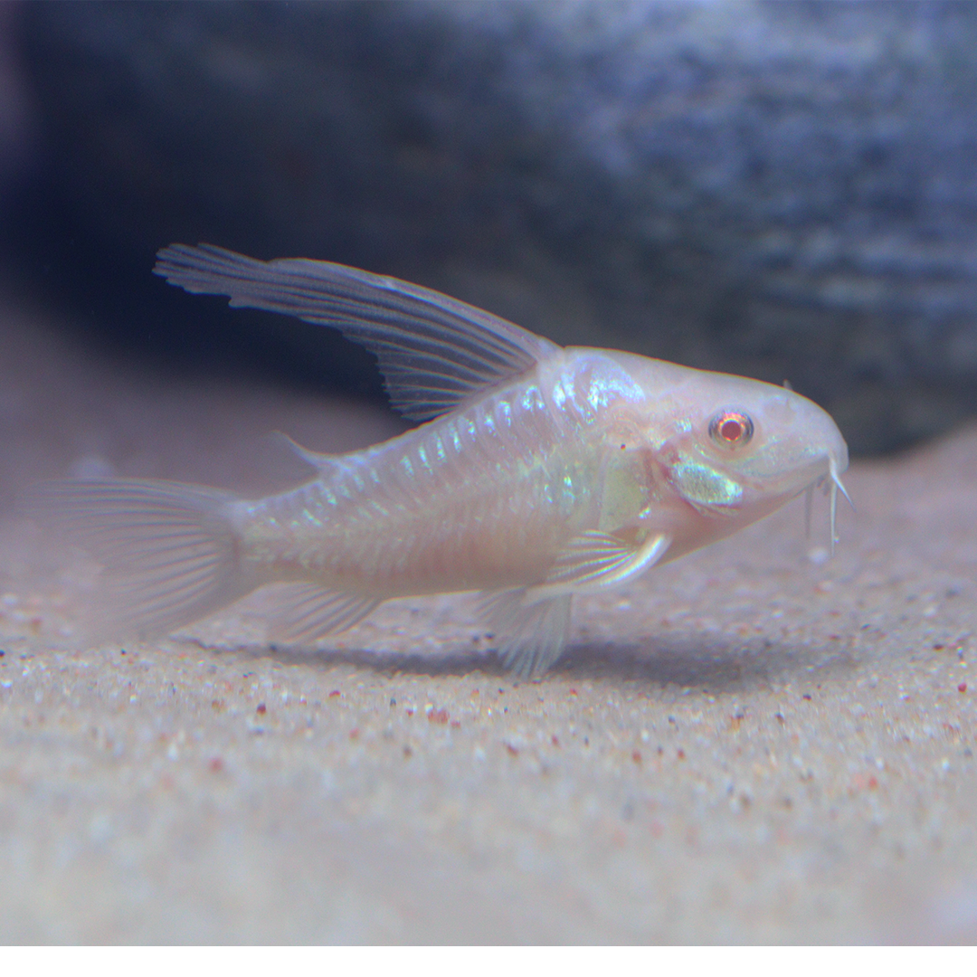 Albino Longfin Peppered Corydoras 3cm - 4cm