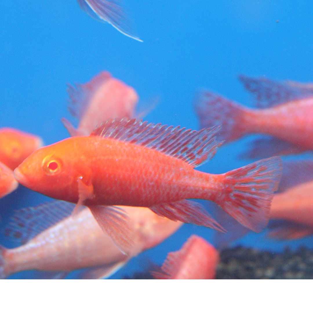 Albino Red Peacock Cichlid