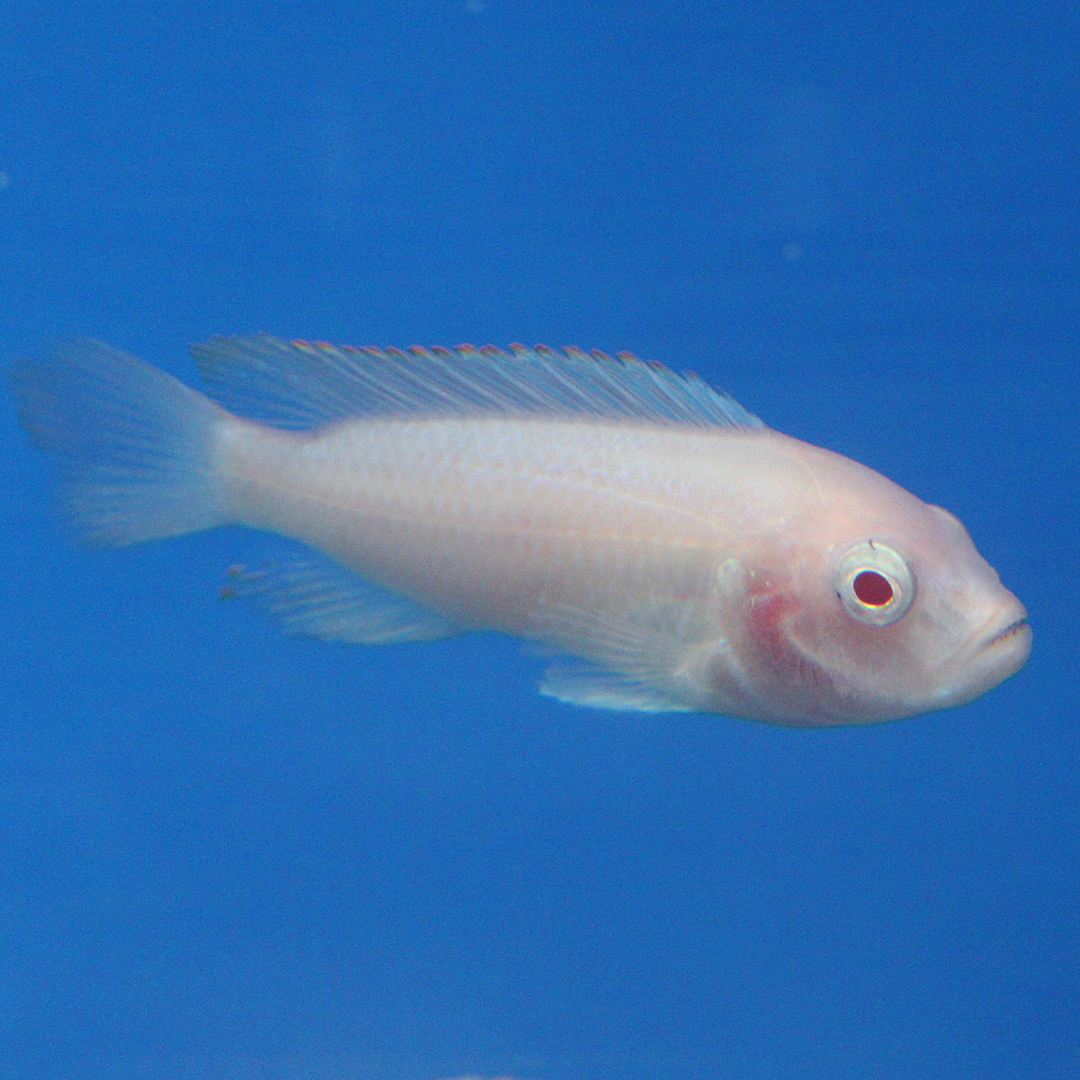 Albino Williams Mbuna Cichlid