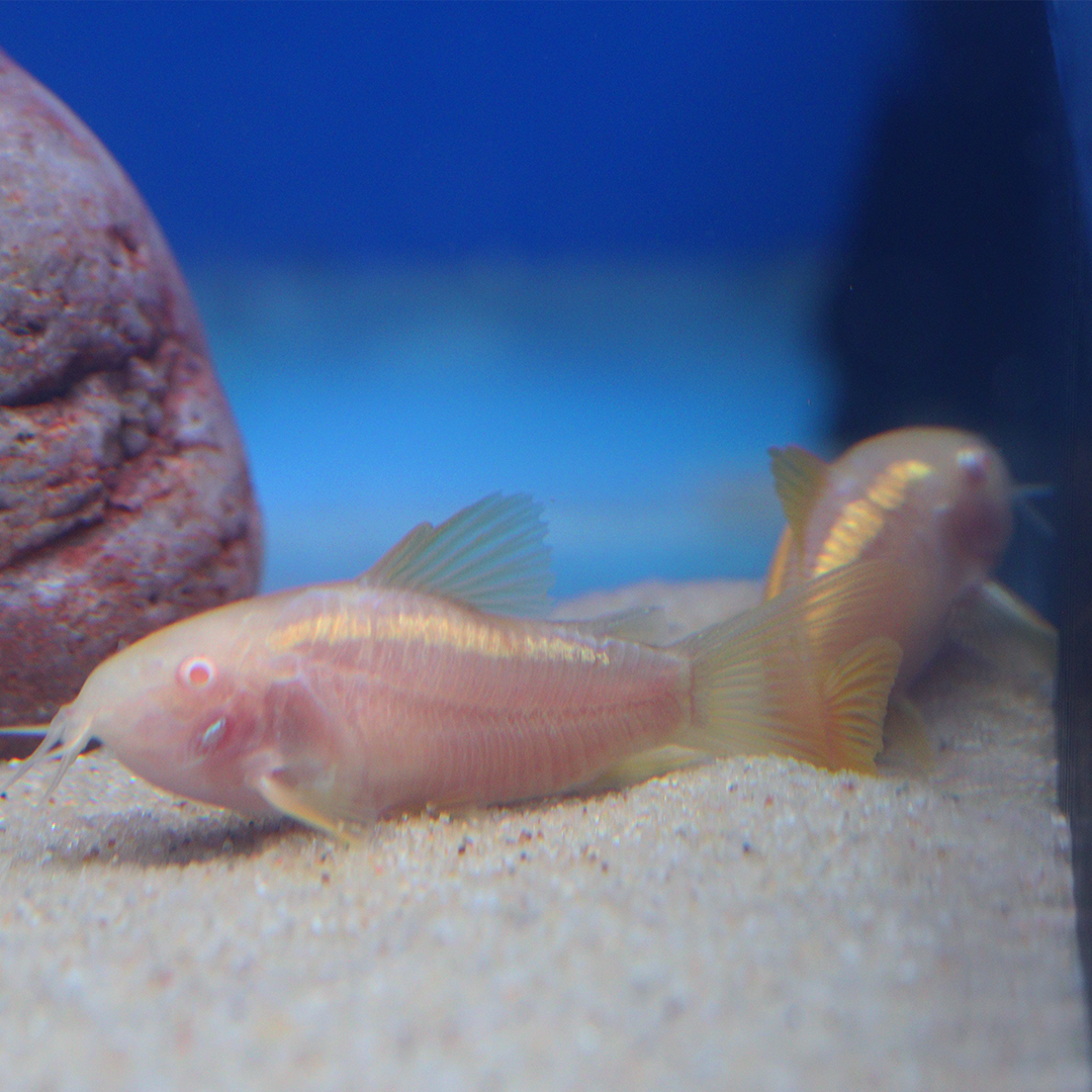 Albino CW010 Orange Laser Corydoras 2.5cm - 3.5cm