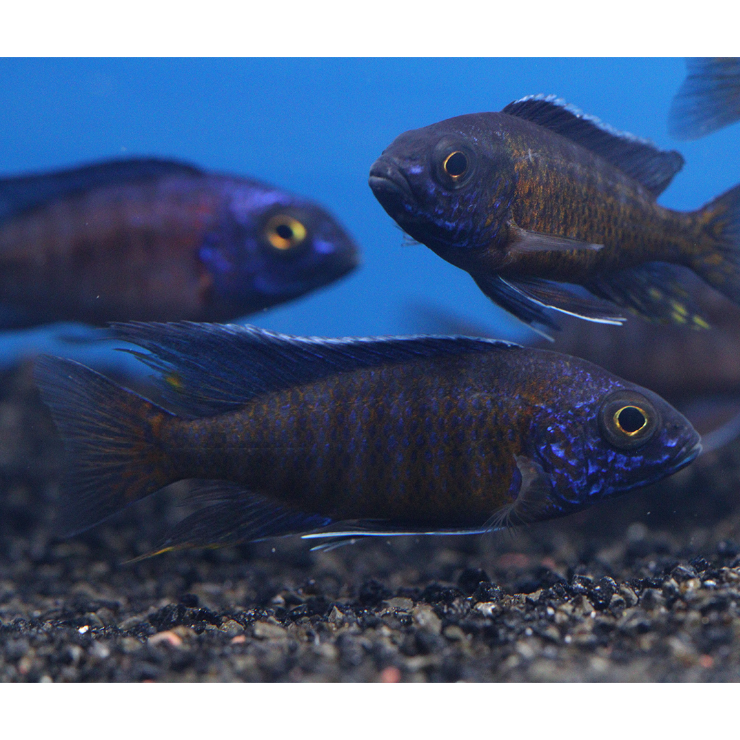 Ngara peacock cichlid