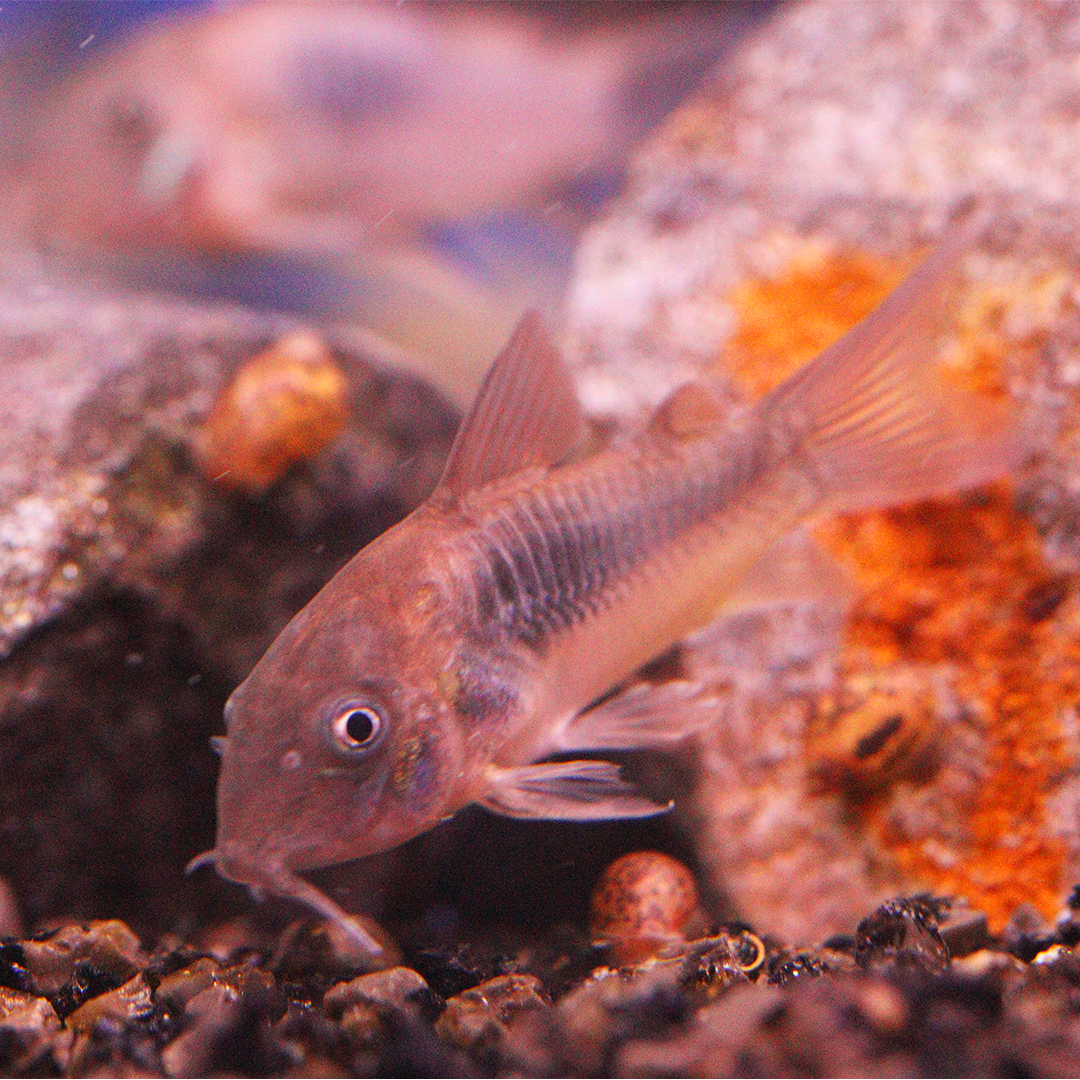 Bronze Corydoras 2.5cm - 3.5cm