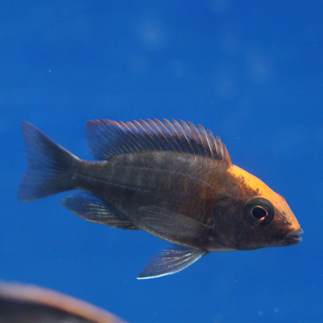 Sulphur head Peacock Cichlid