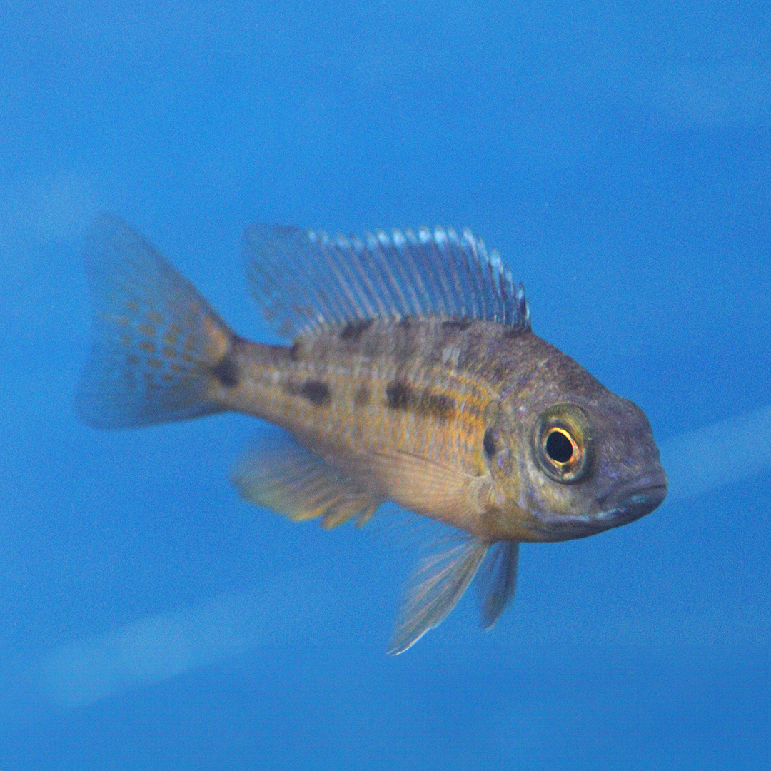 Spilonotus tanzania Cichlid