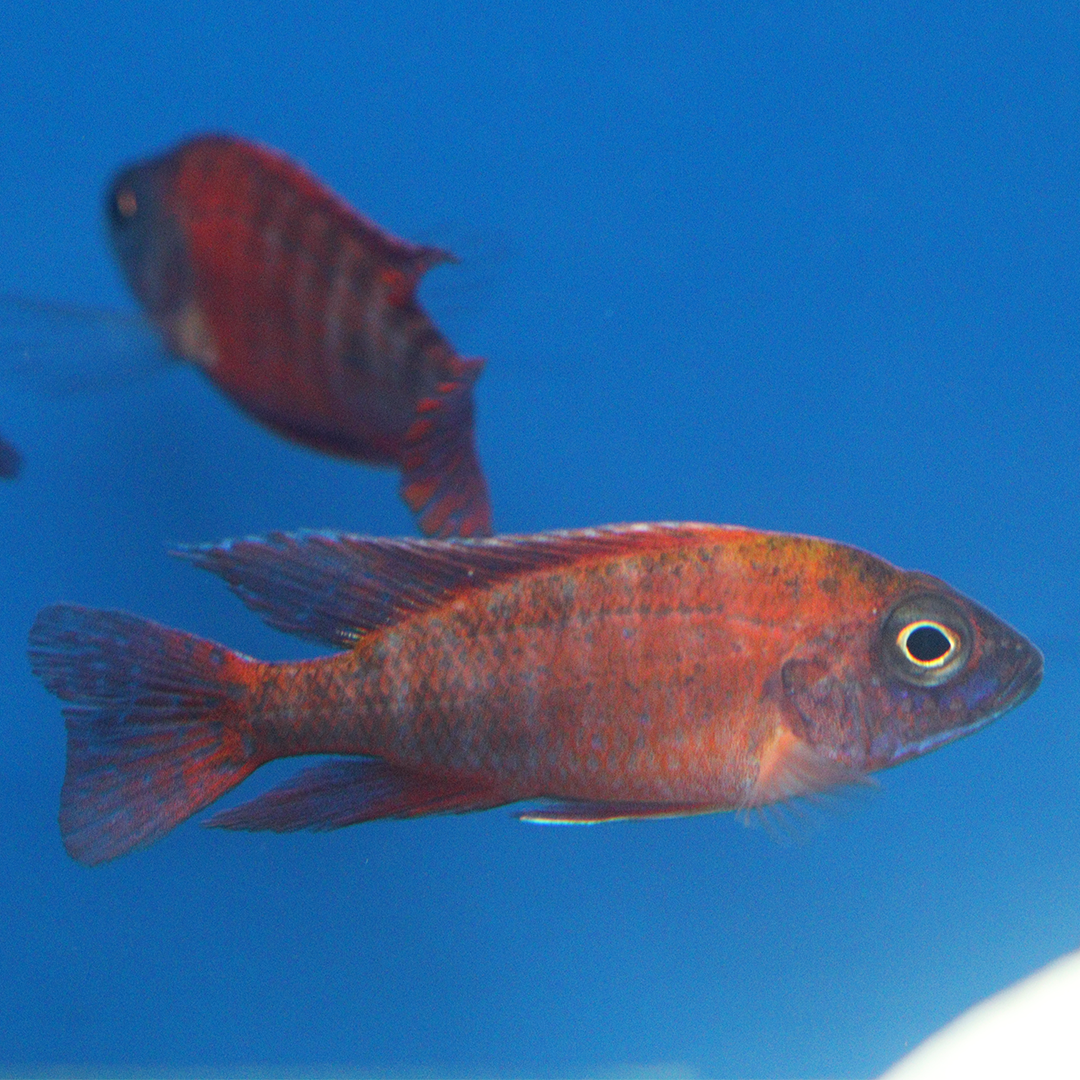 Red Peacock Cichlid