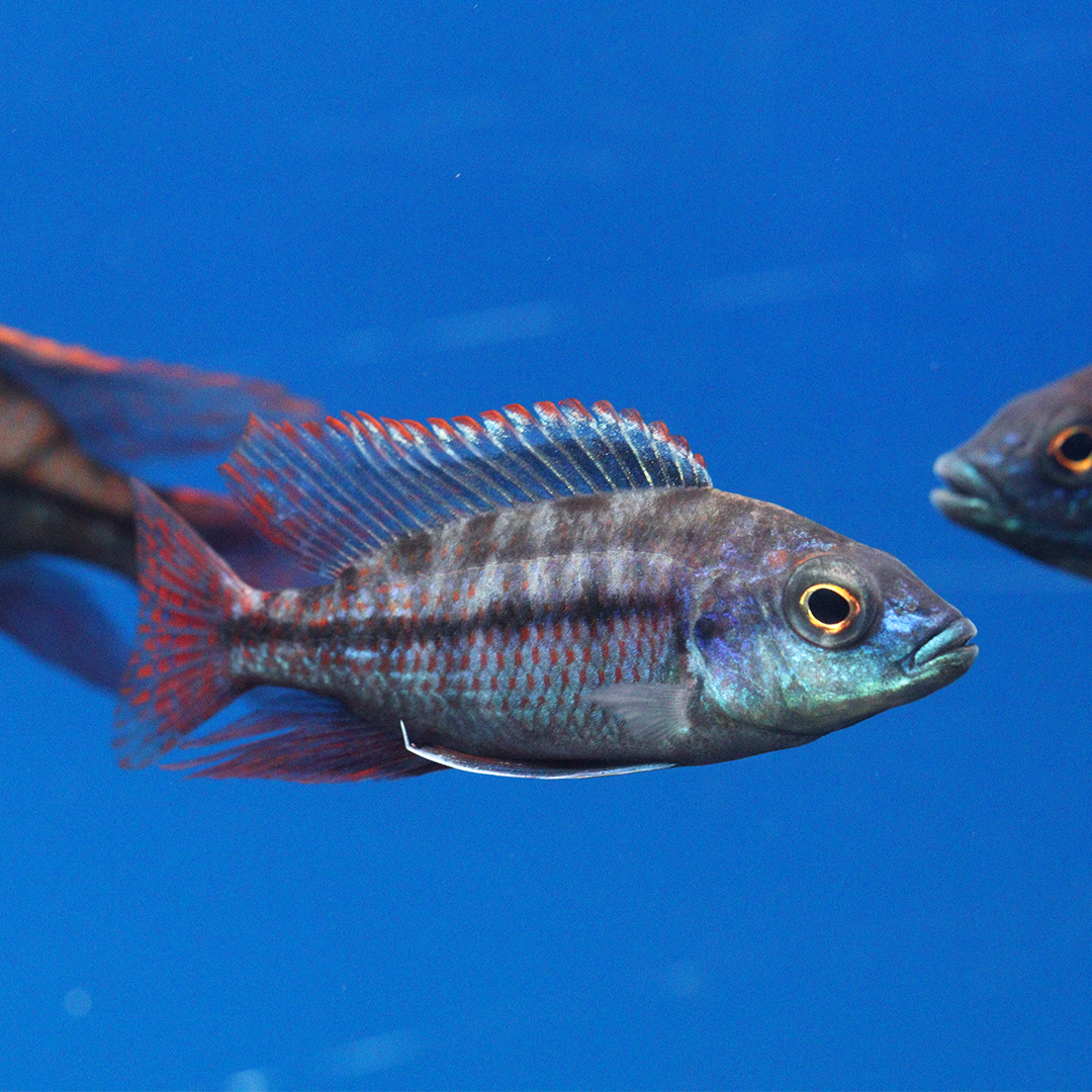 Red Empress Hap Cichlid