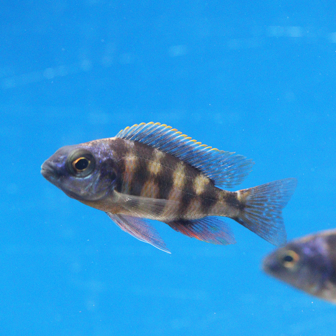 Taiwan Reef Cichlid