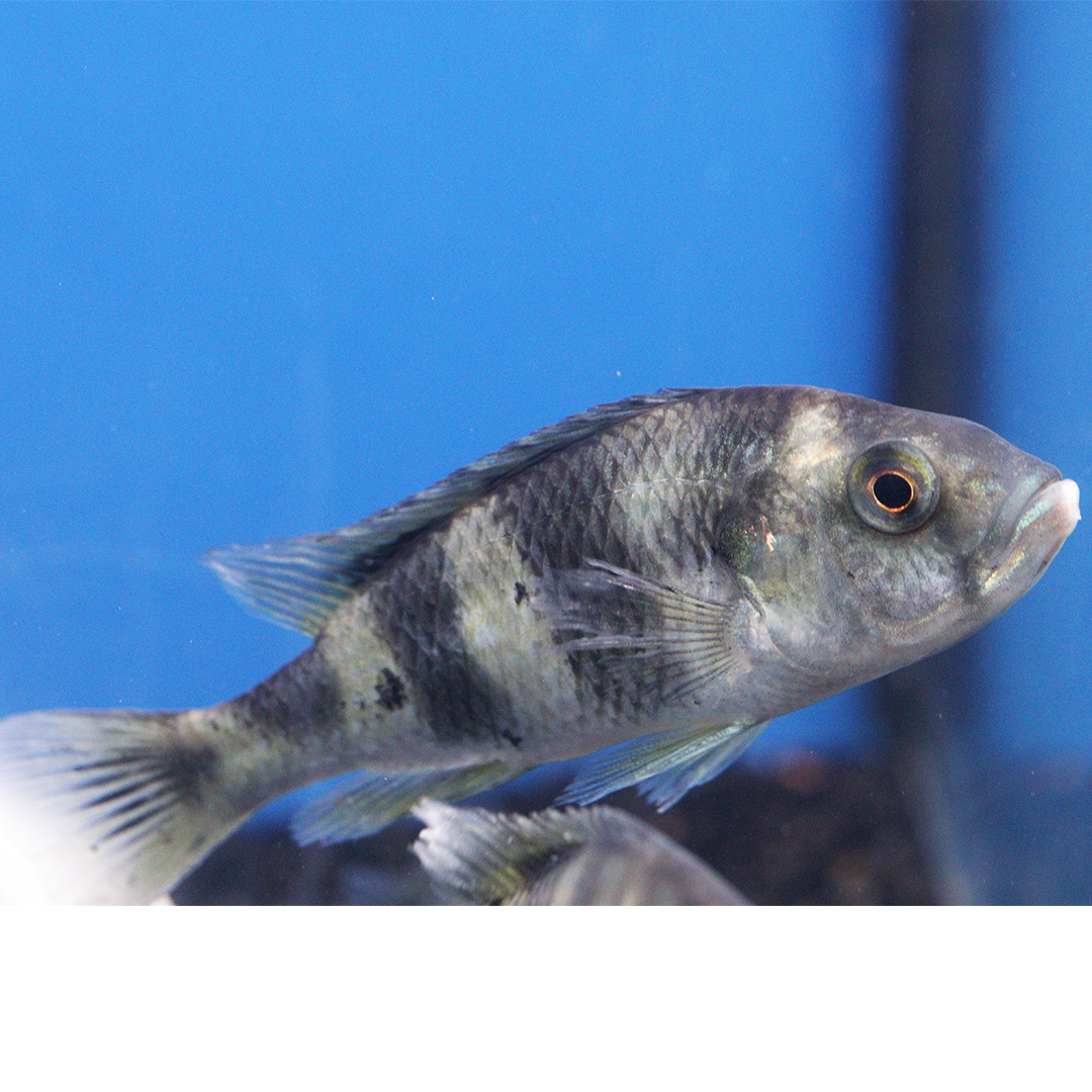 Zebra Obliquidens Large