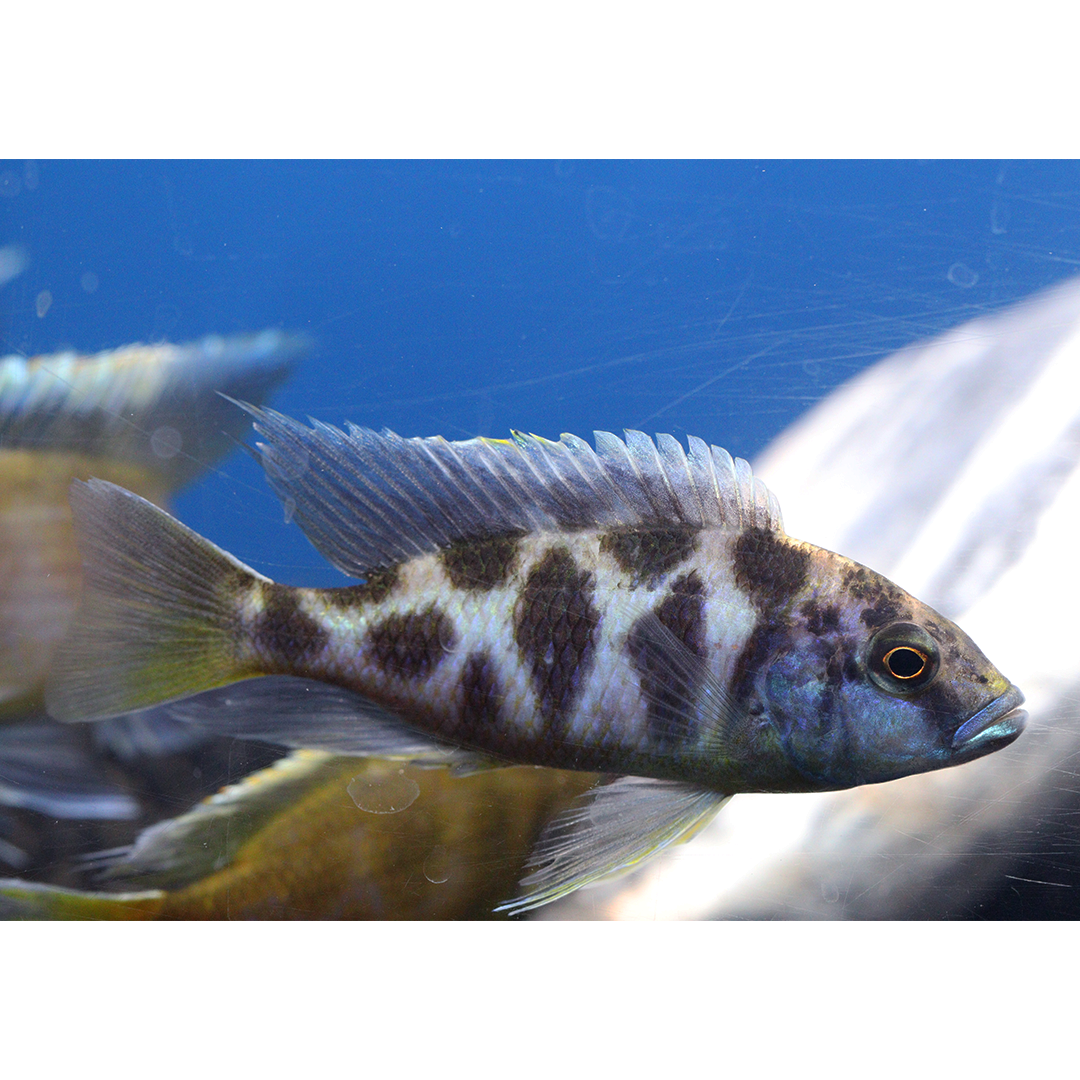 Venus Hap (Gigiraffe hap) LARGE