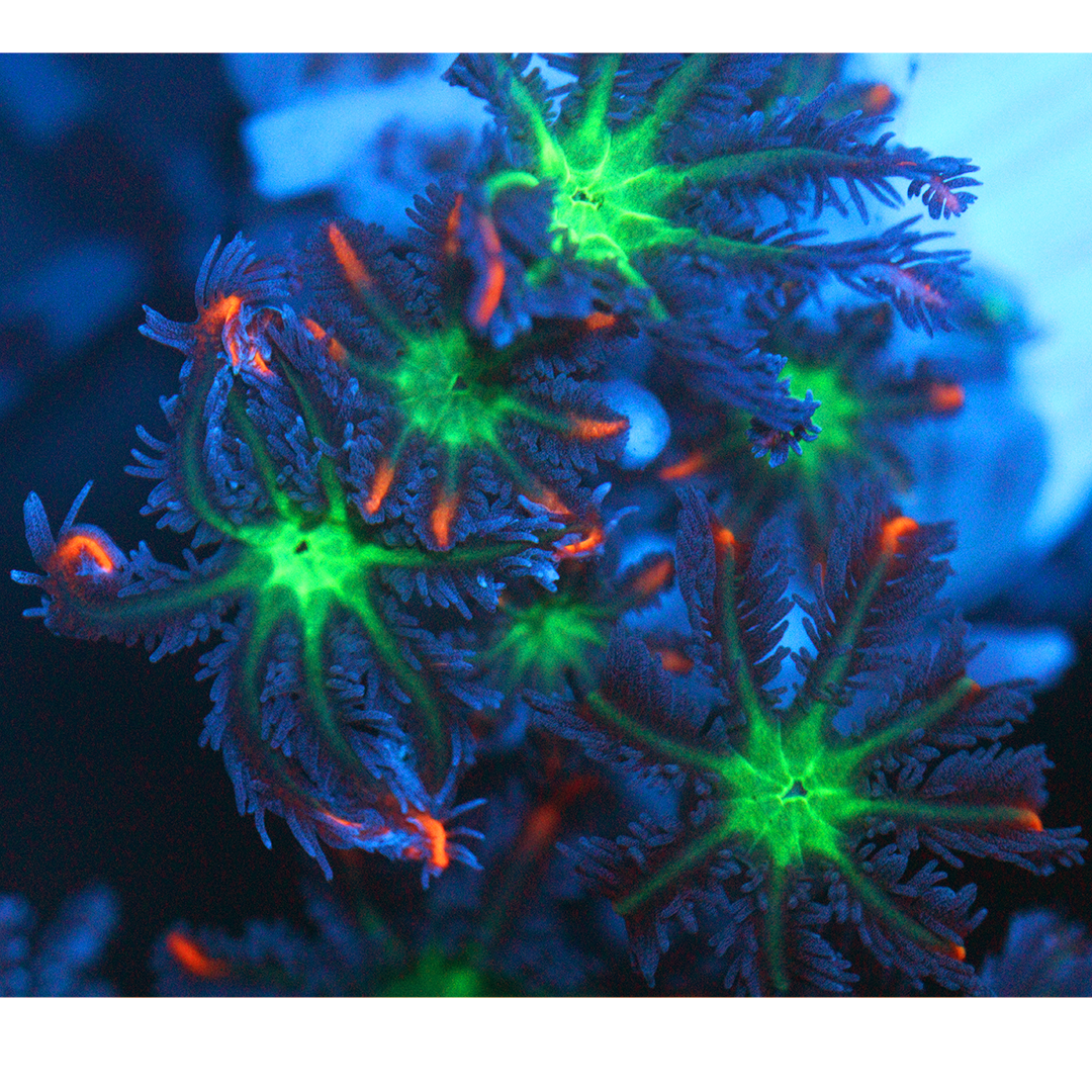 Firework Clove Polyp Frag