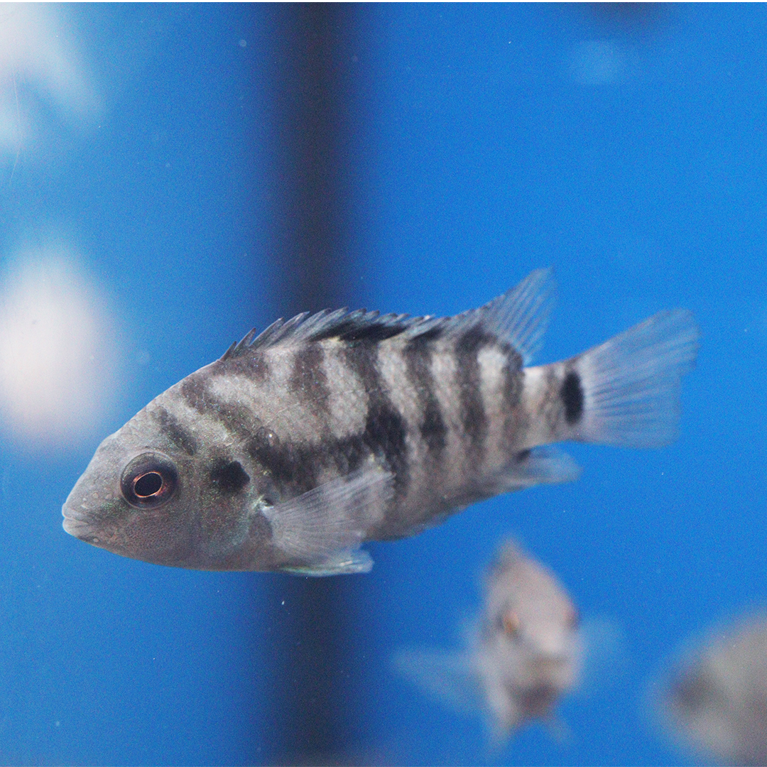 Convict Cichlid
