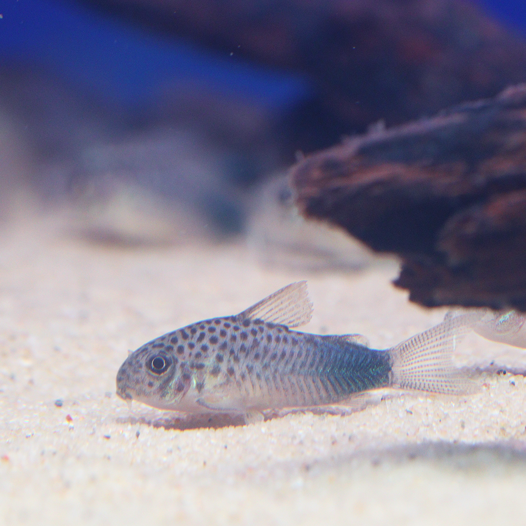 Smudge Spot Corydoras 2.5cm - 3.5cm