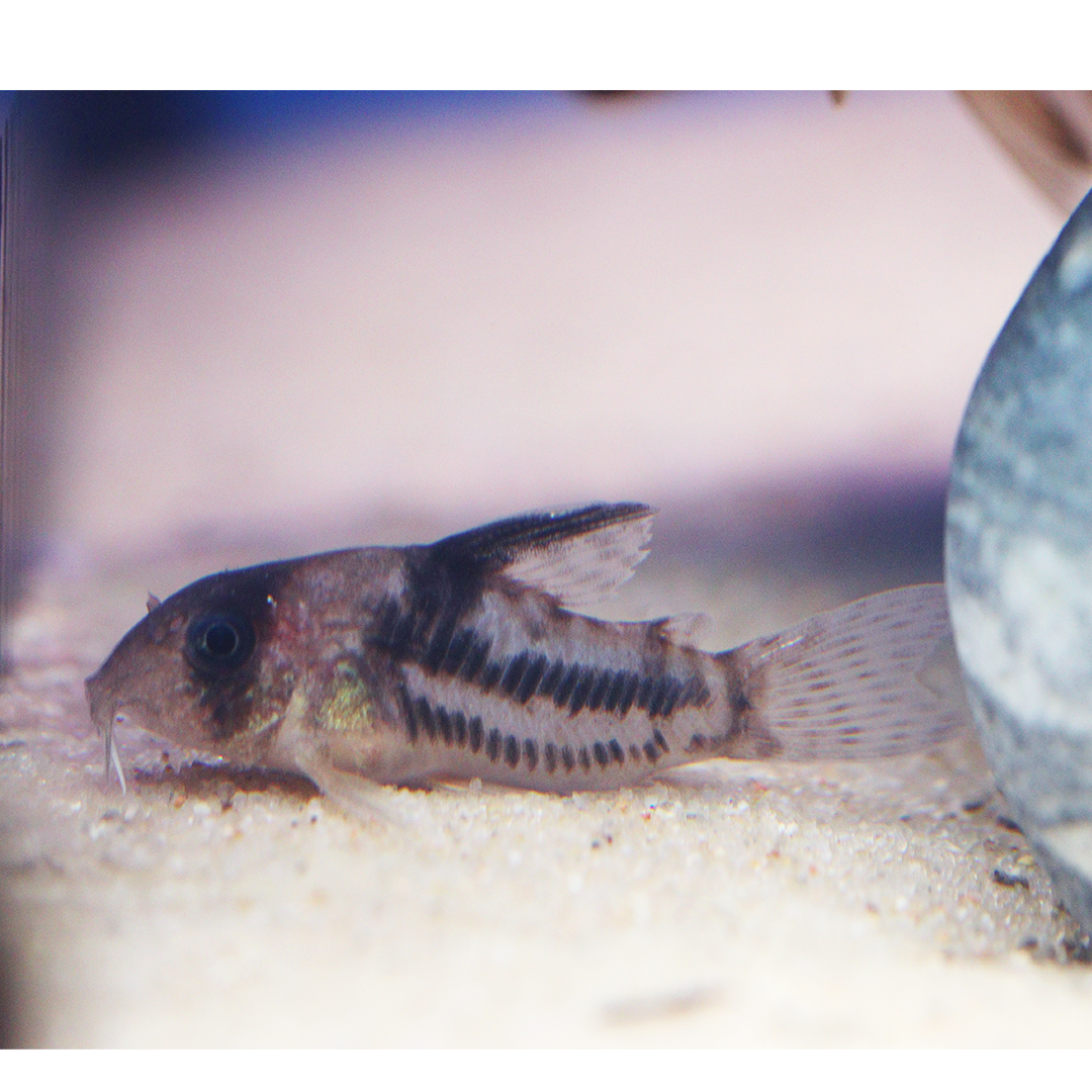 CW160 super ancestor Corydoras 2.5cm - 3.5cm (Copy)