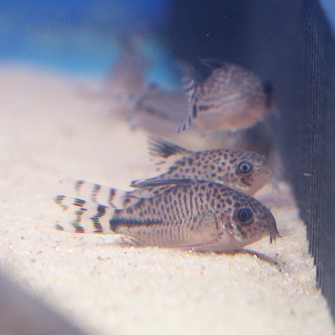 CW62 Corydoras 2.5cm - 3.5cm