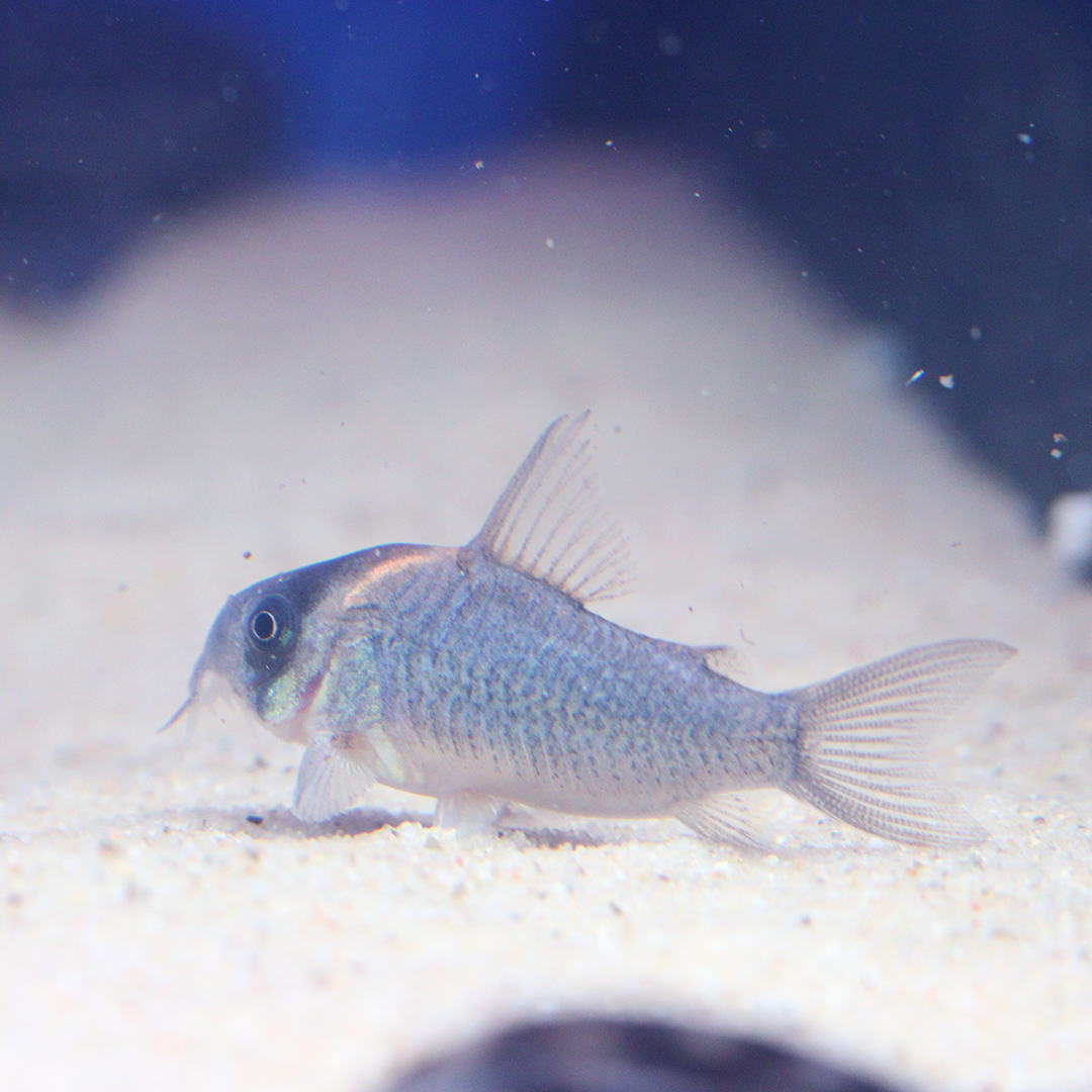CW102 Corydoras 2.5cm - 3.5cm