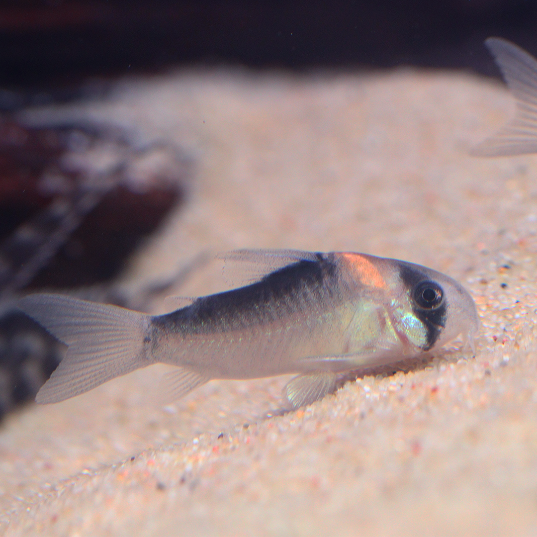 Duplicate Corydoras 2.5cm - 3.5cm