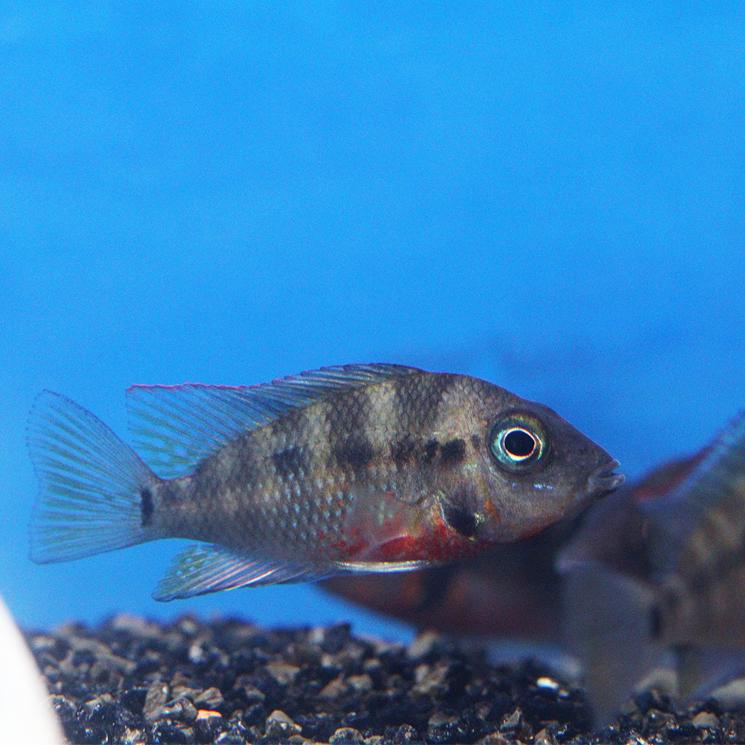 Firemouth Cichlid