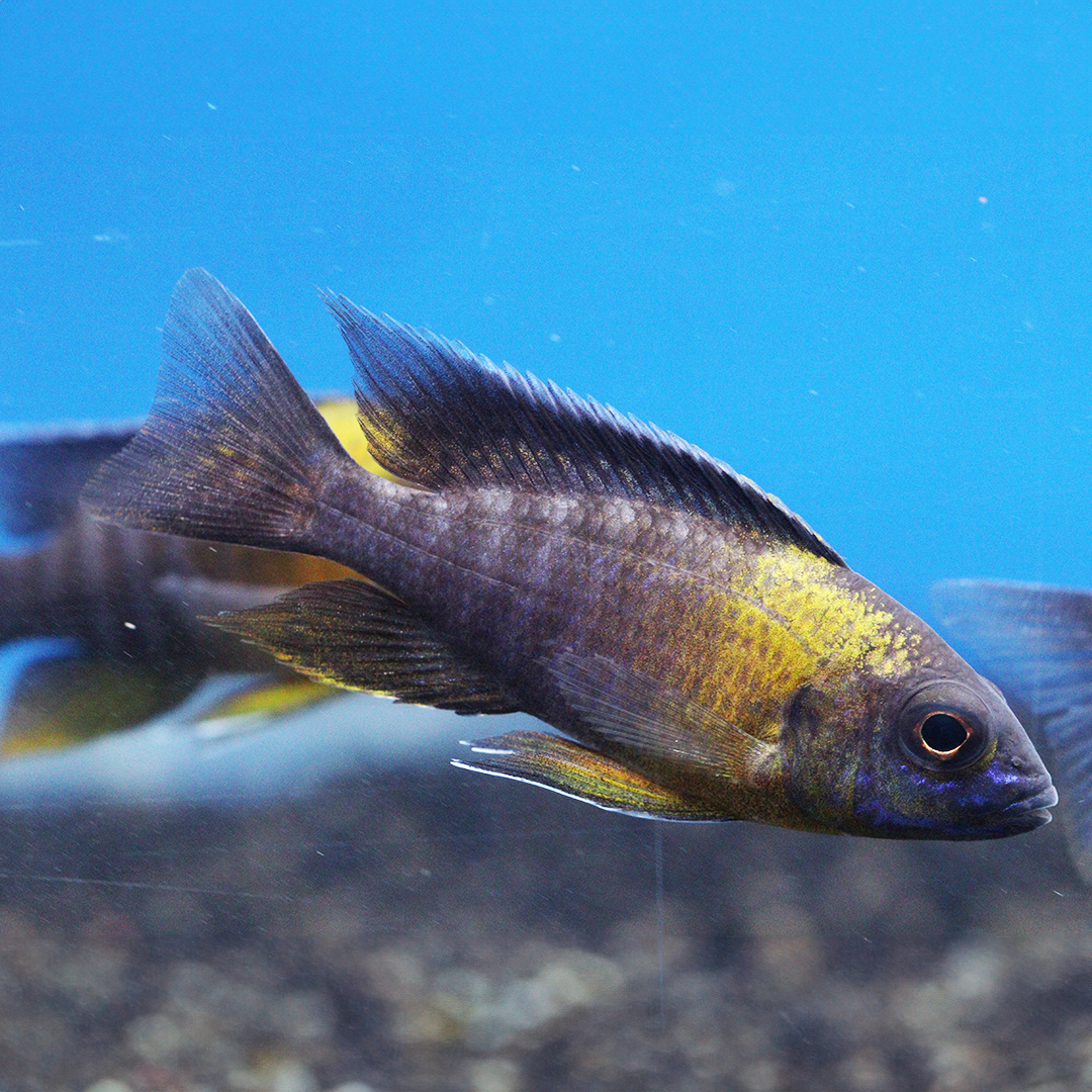 Flavescent Peacock cichlid