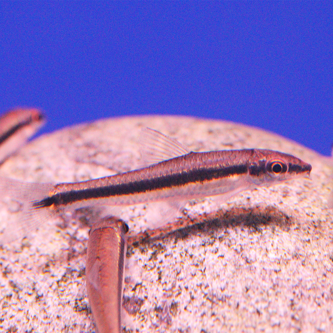 Siamese Flying Fox (Algae Eater) - 3-4cm