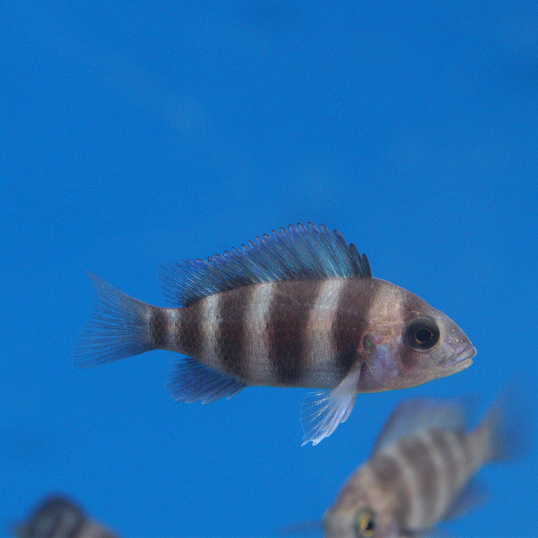 Frontosa Cichlid