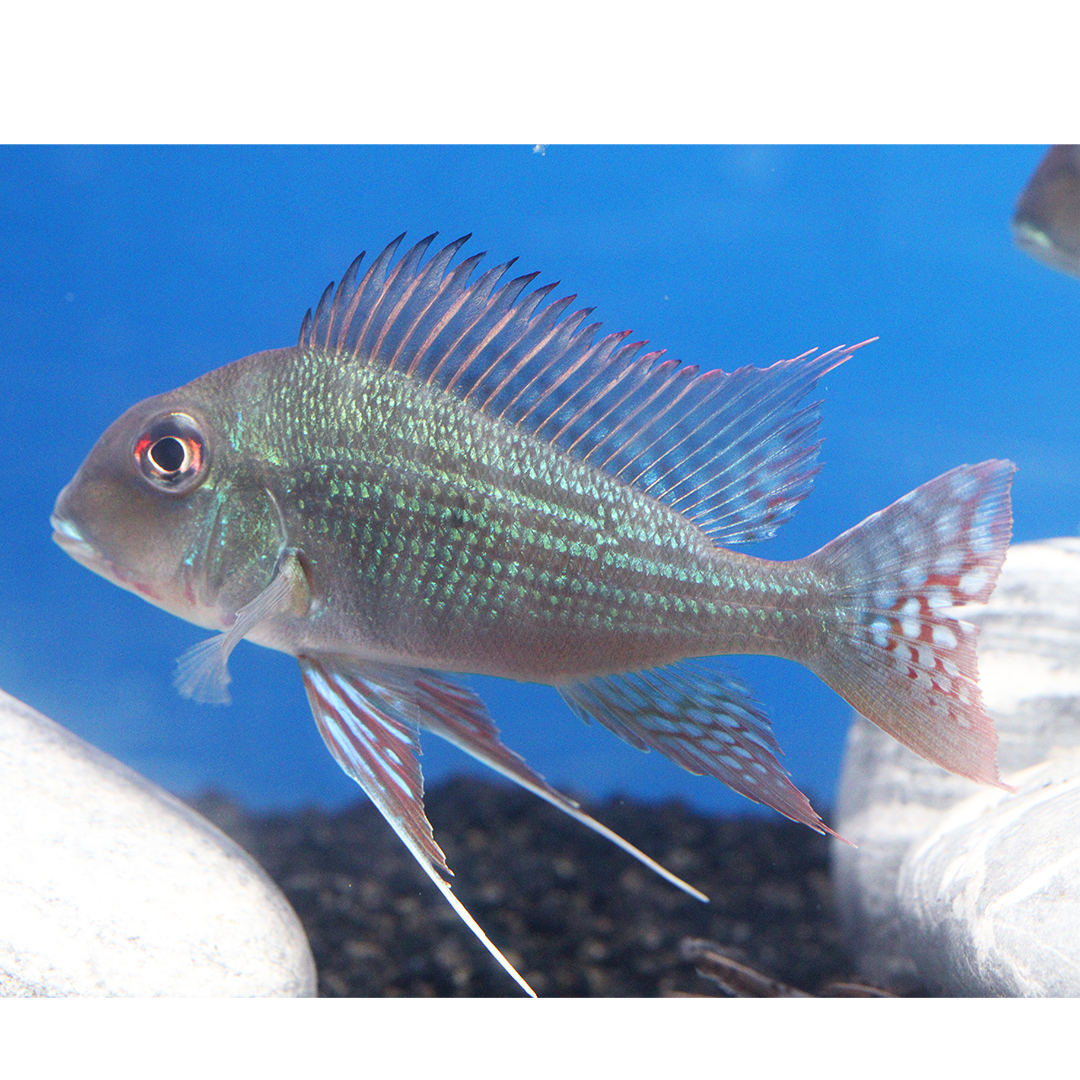 Geophagus Surinamensis