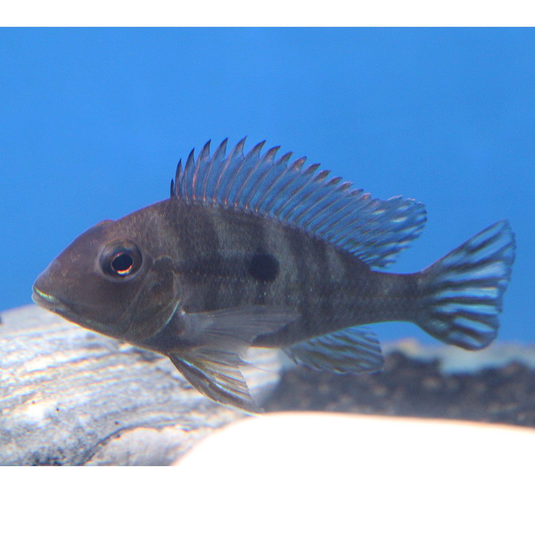 Red Head Tapajos Geogphagus