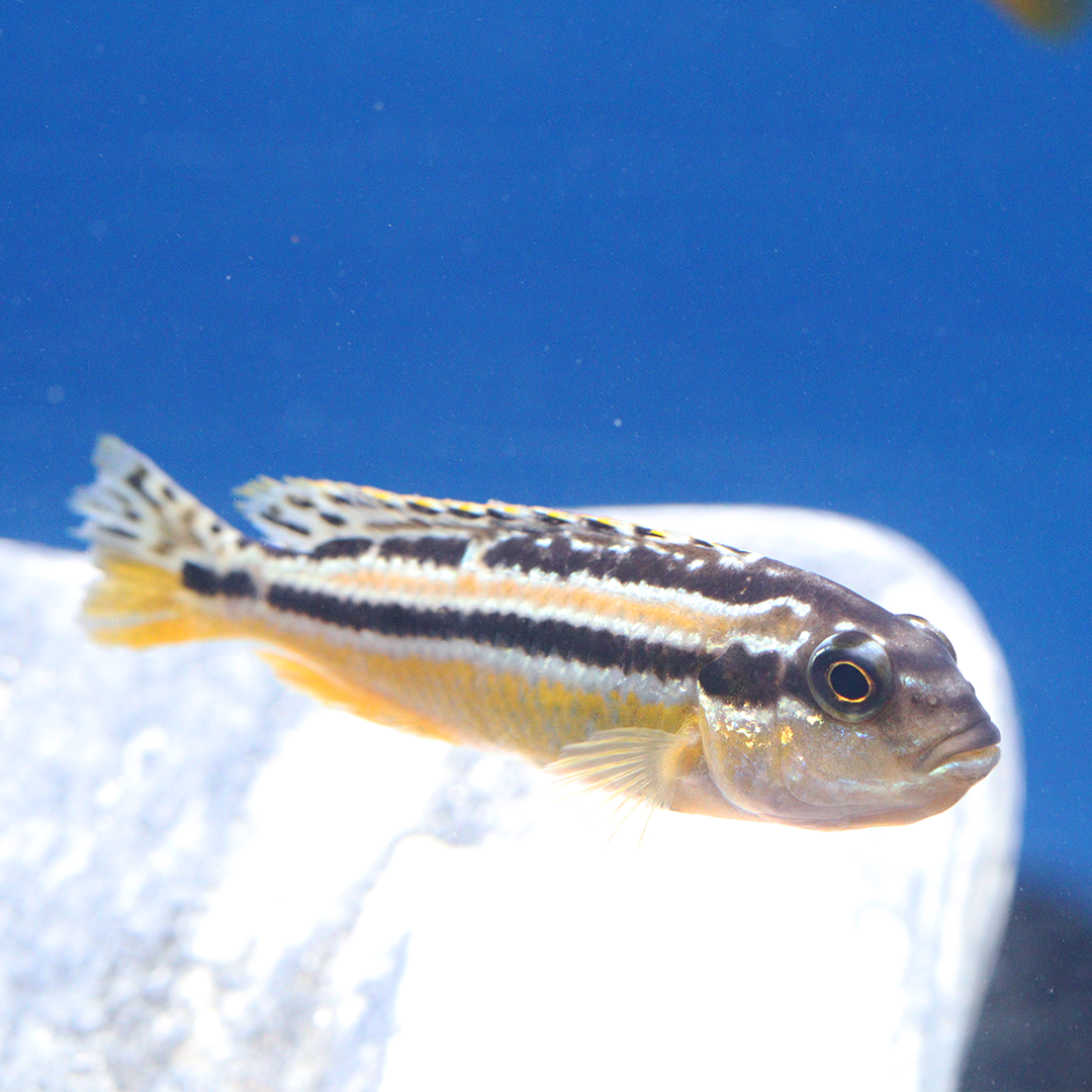 Golden Mbuna Cichlid