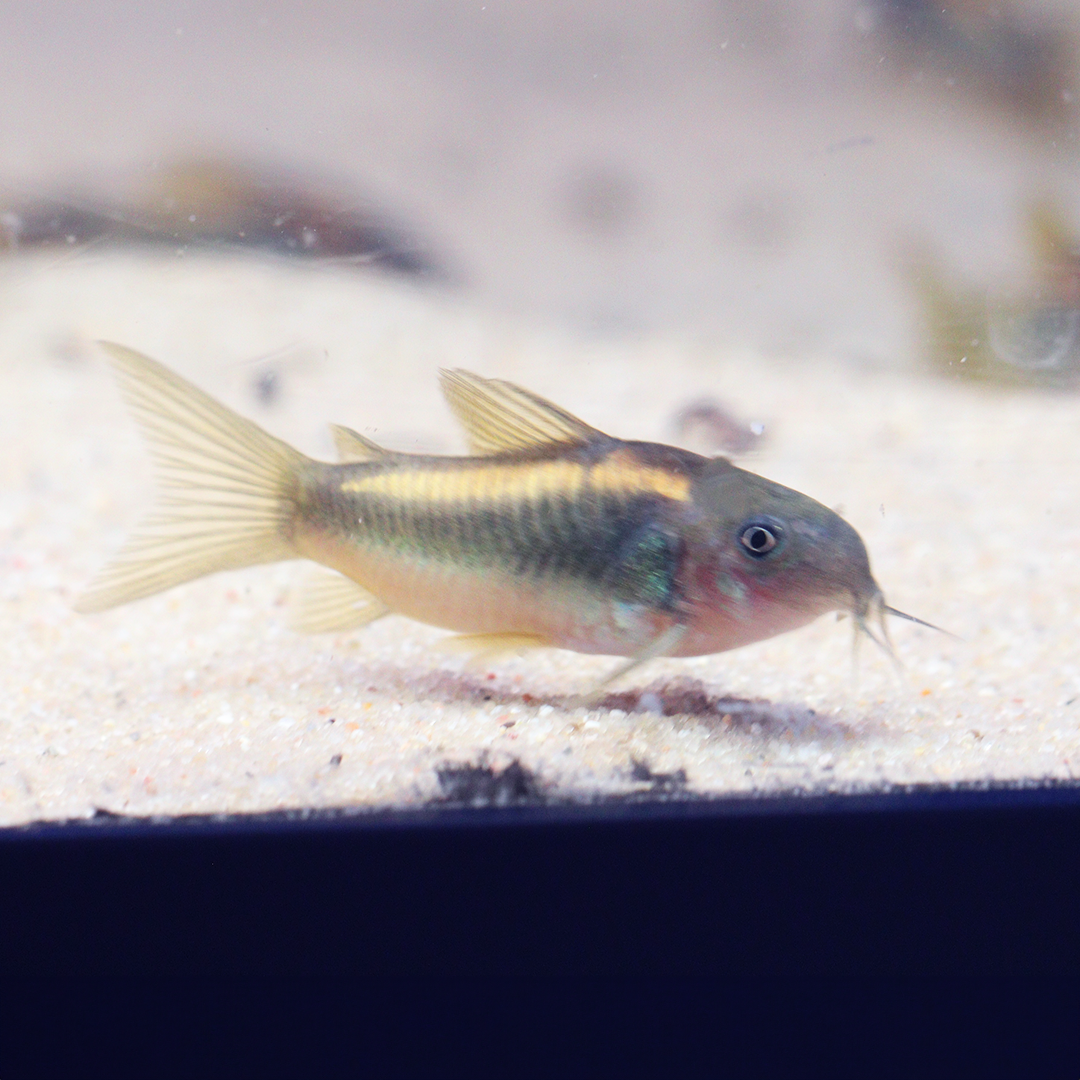 CW010 Orange Laser Corydoras 2.5cm - 3.5cm