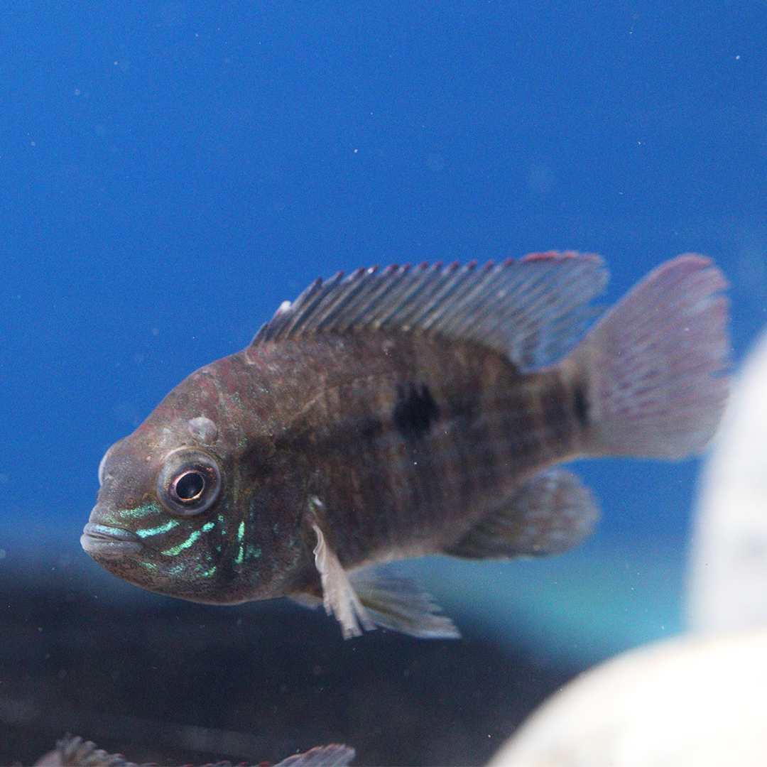 Green Terror Cichlid