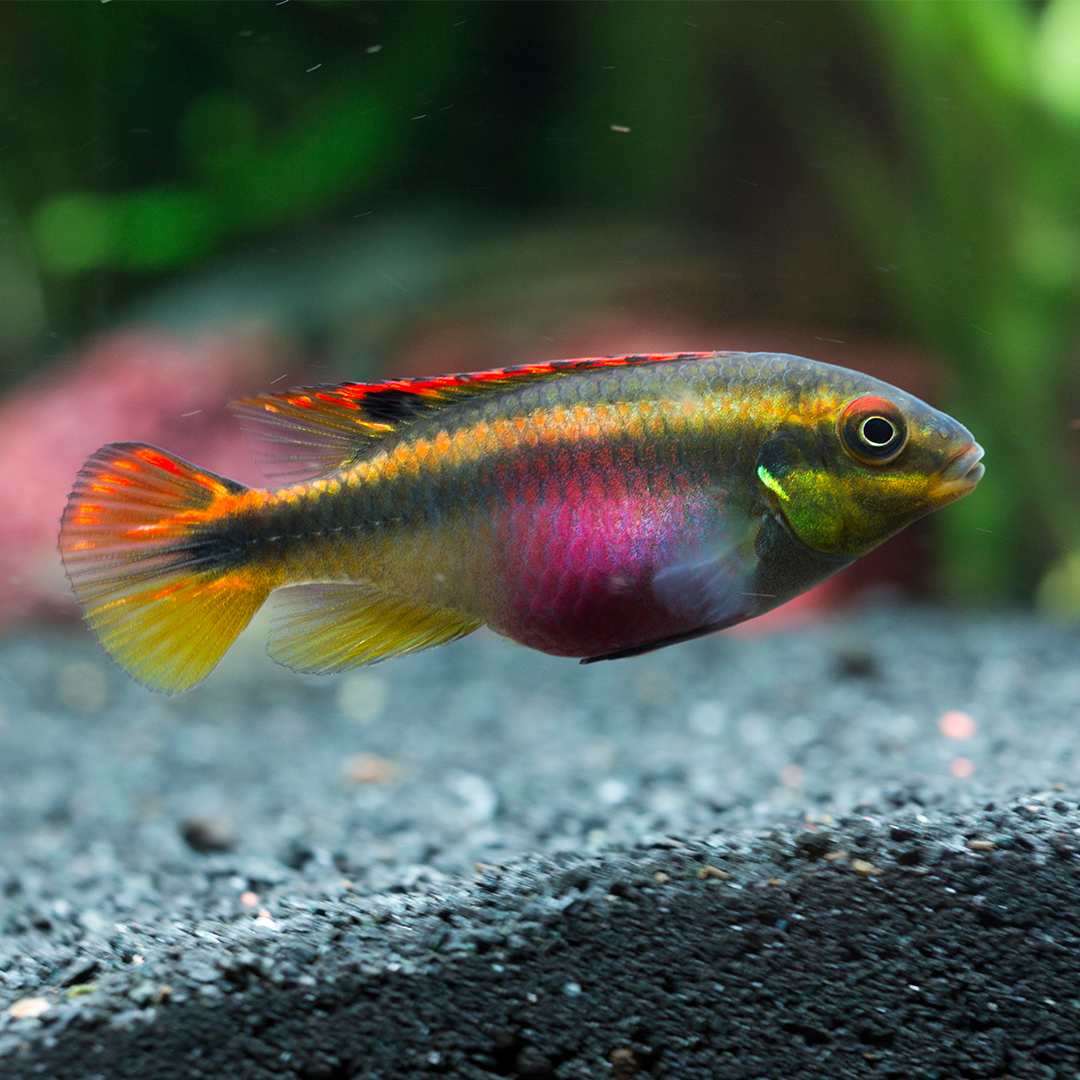 Kribensis 3.5cm - 4.5cm
