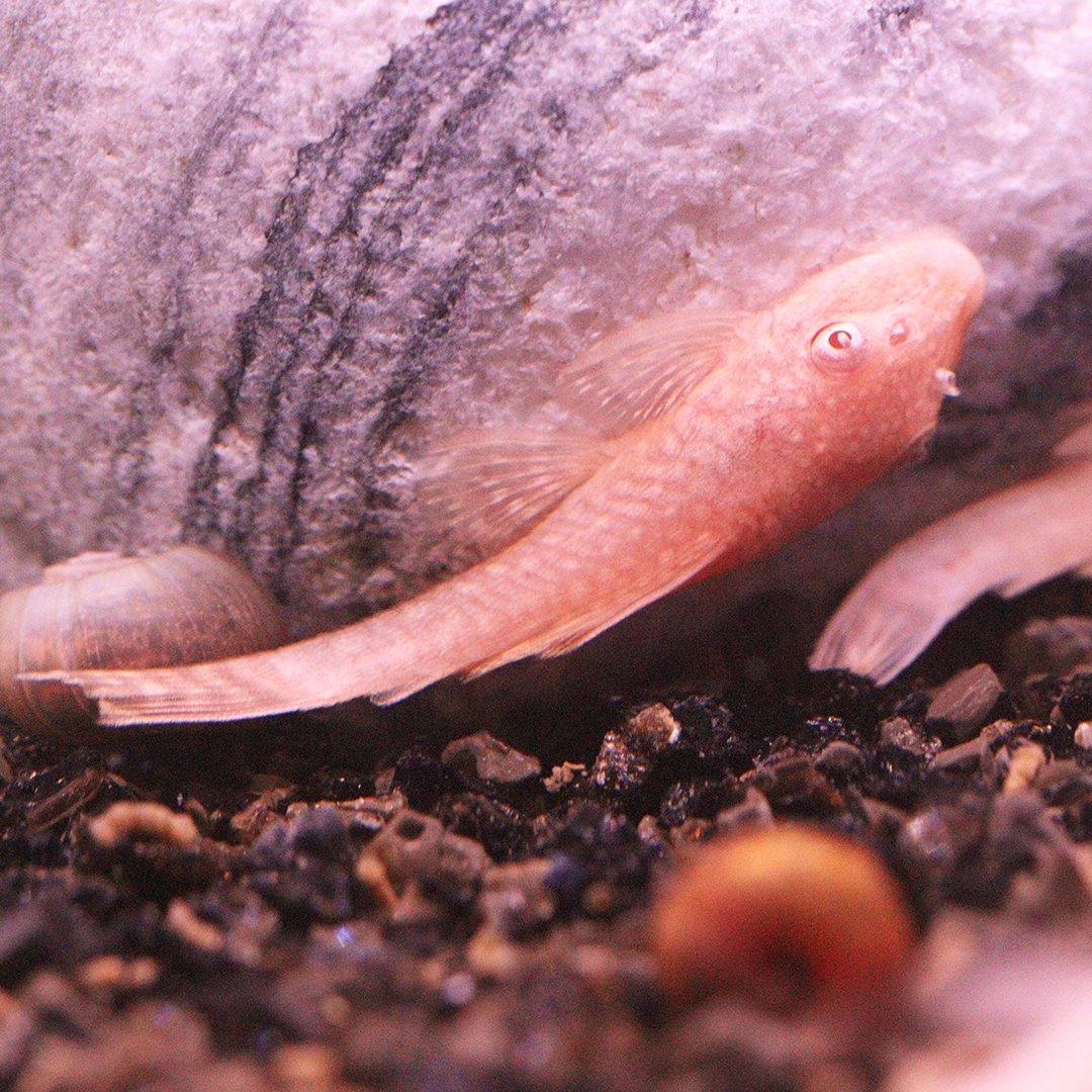 Albino L144 Bristlenose Ancistrus plec 3-5cm