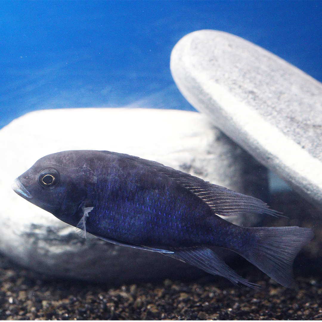 Blue Dolphin Cichlid LARGE