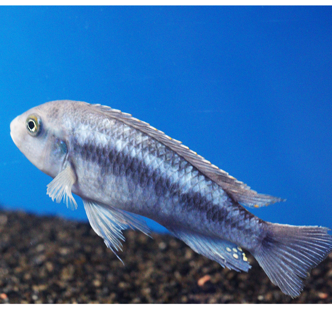 Pindani Cichlid LARGE