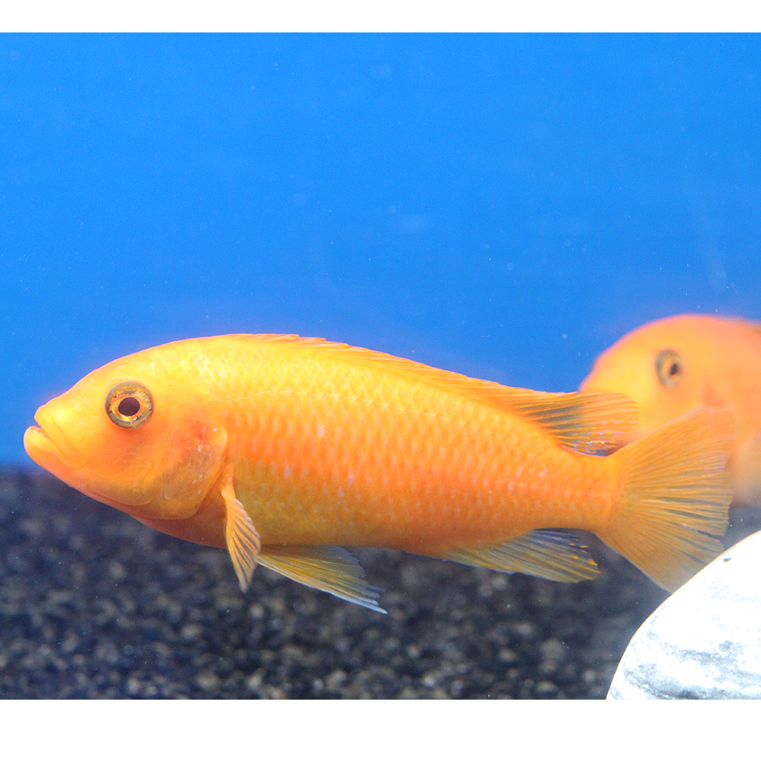 Red zebra Cichlid LARGE