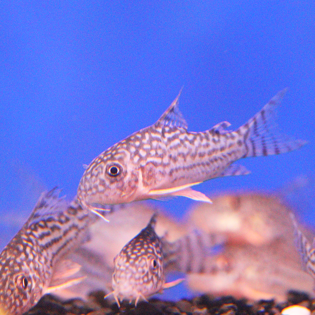 Leopard Corydoras 2.5cm - 3.5cm
