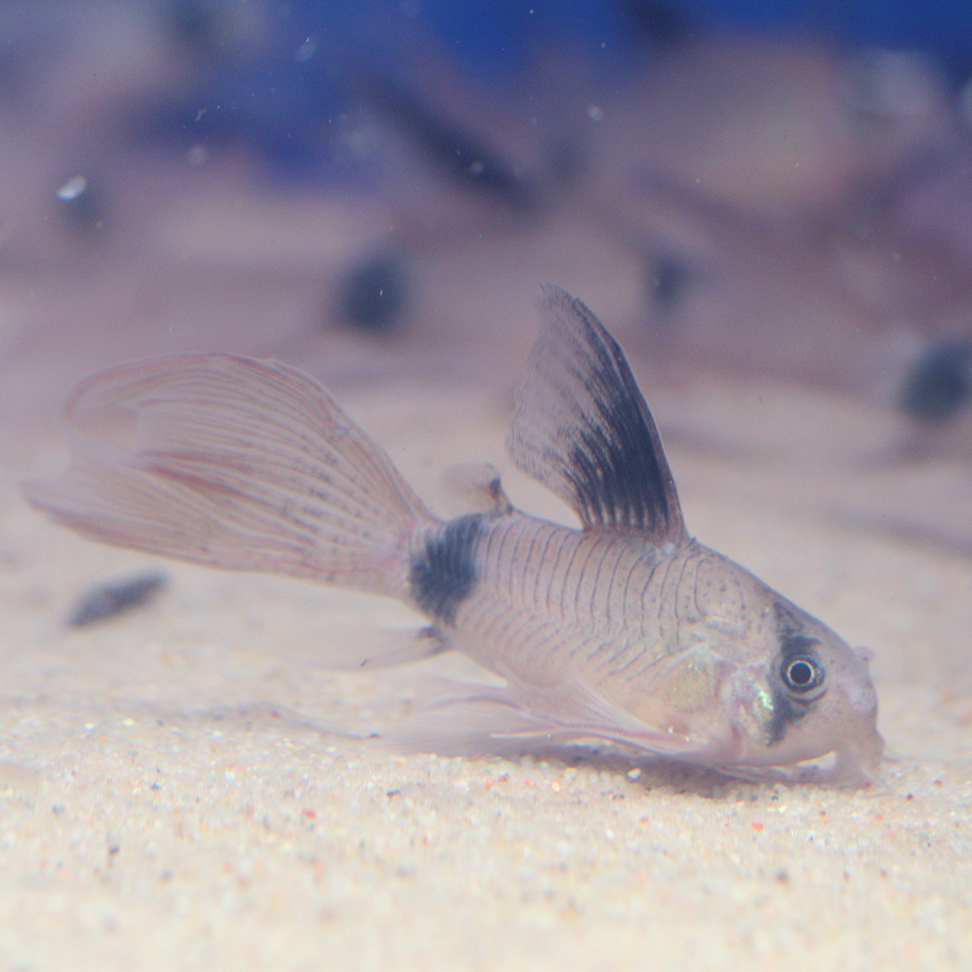 Longfin Panda Corydoras 3cm - 4cm
