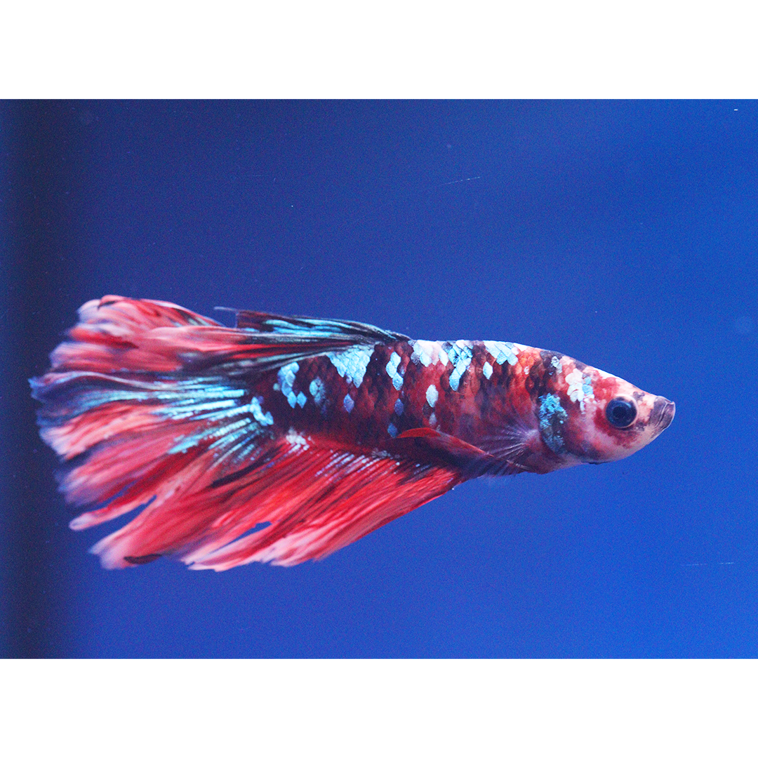 Koi Male Betta Siamese Fighter 2.5-3cm