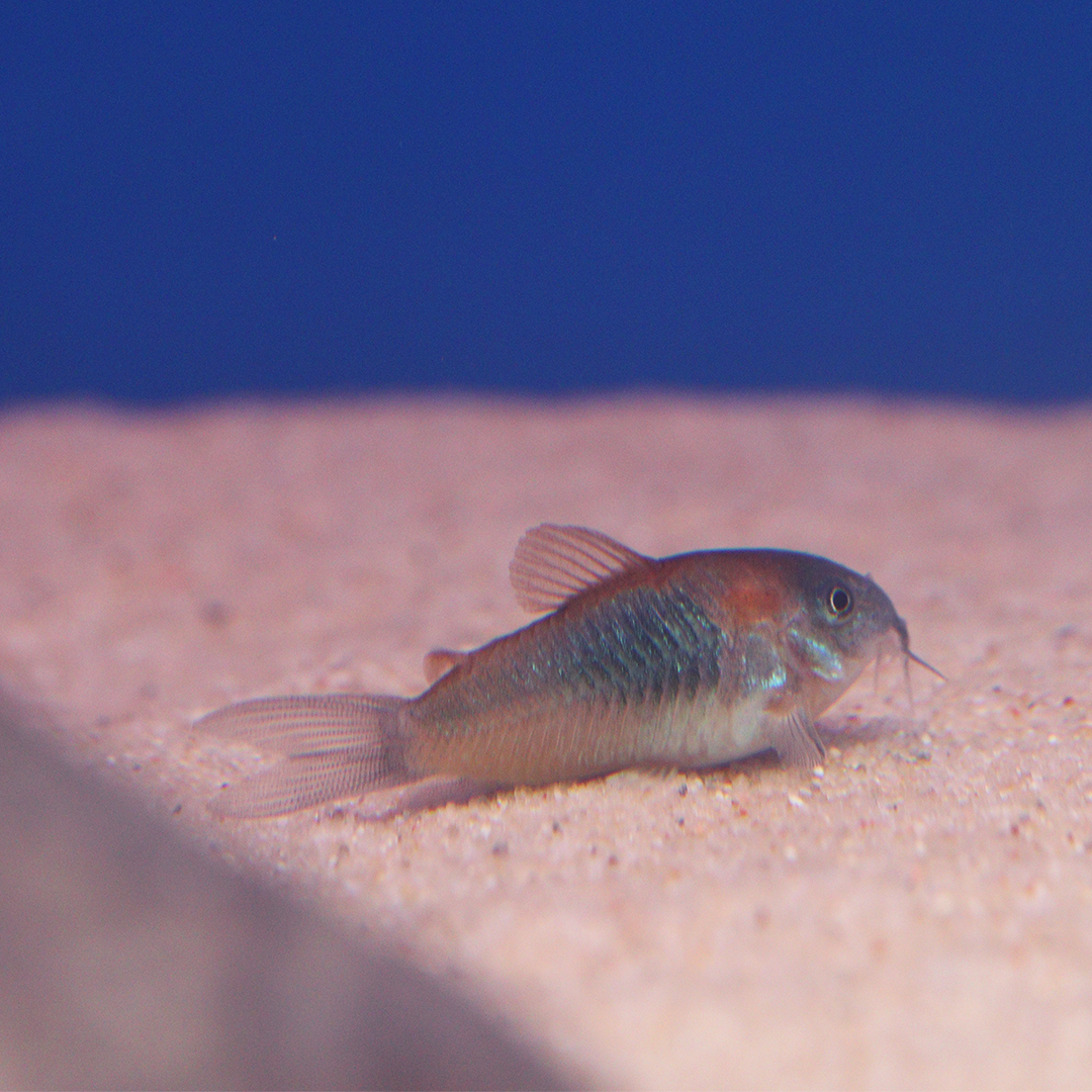 Venezuela Orange Corydoras 2.5cm - 3.5cm