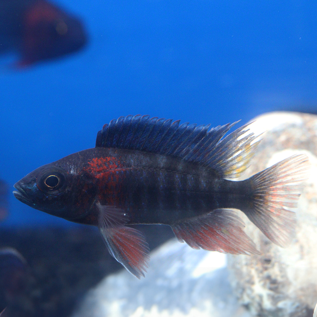 Red Sided Peacock cichlid