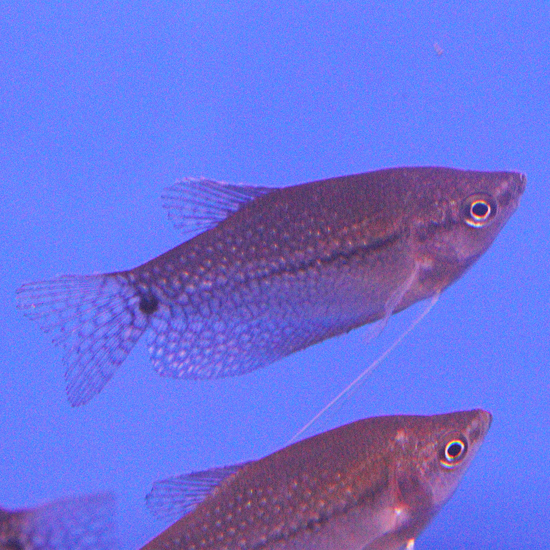 Pearl Gourami 4-5cm