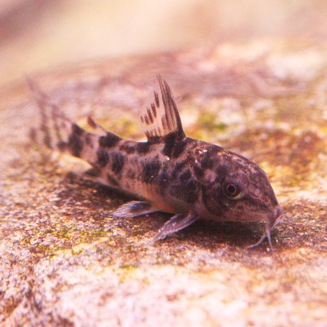 Peppered Corydoras 2.5cm - 3.5cm