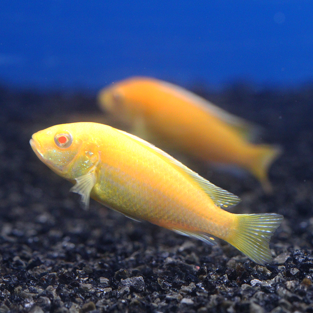 Red eye Yellow Lab Cichlid