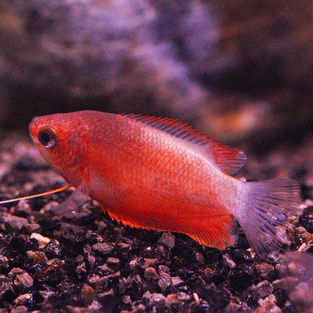 Red Honey Gourami