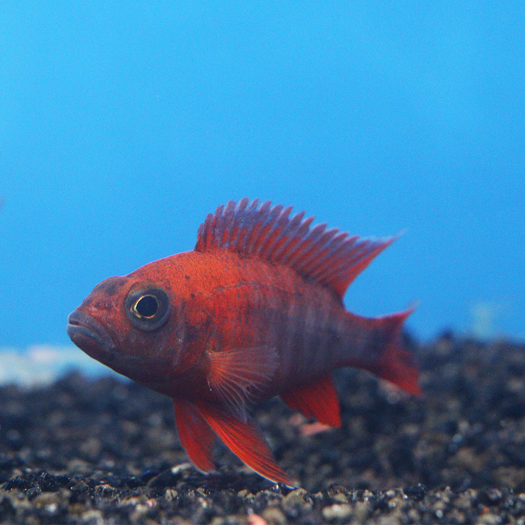 Red Peacock cichlid