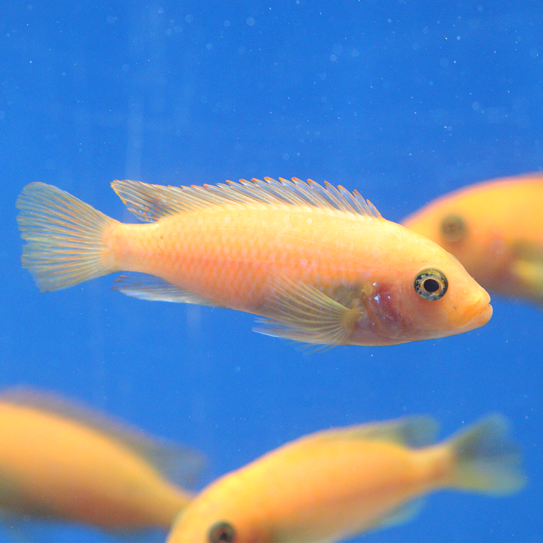 Red zebra Cichlid