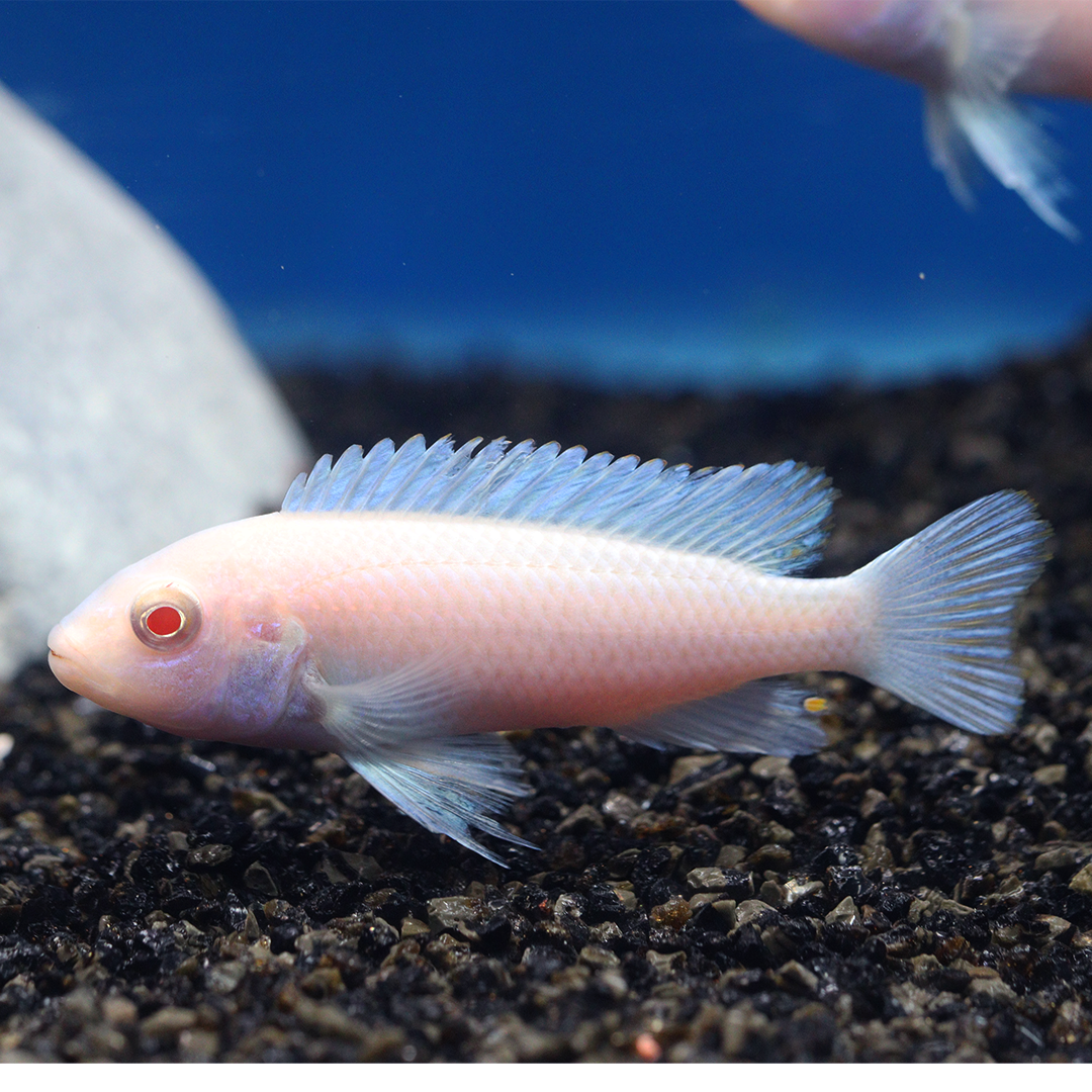 Snow White Cichlid