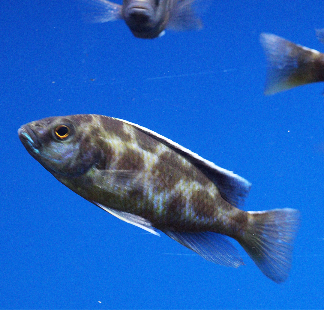 Venus Hap (Gigiraffe hap)